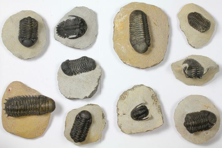Lot: Assorted Devonian Trilobites - Pieces #119913